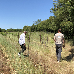 Occitanic, en ballade dans les vignobles